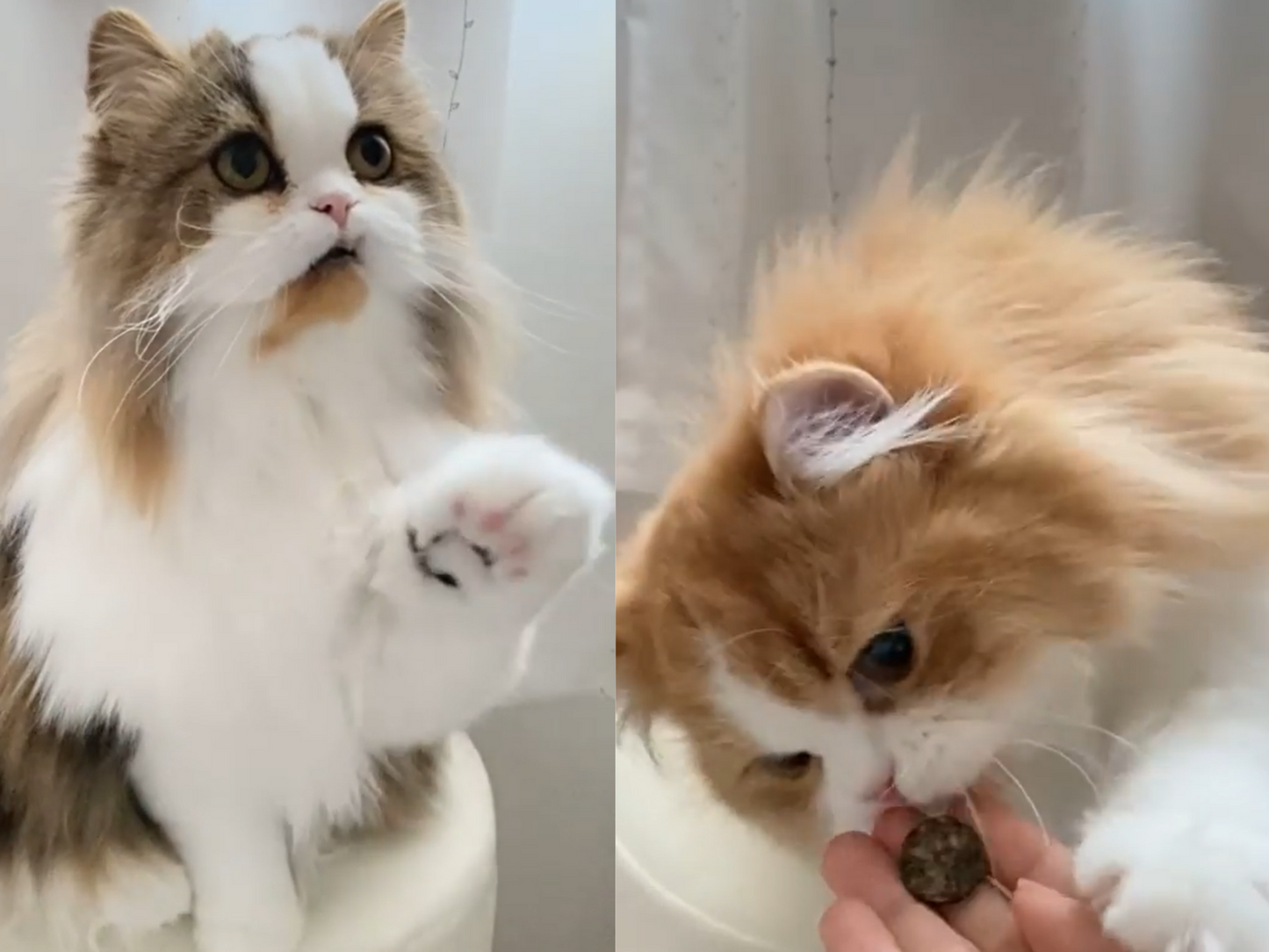 No.54 鹿肉 もも肉 チップス ジャーキー 国産 無添加 犬 猫 おやつ