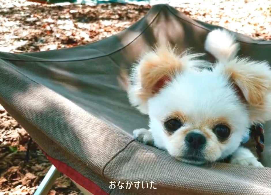 動画を読み込む: ザッシュのレトルトご飯でキャンプする犬