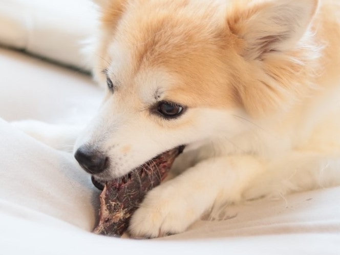 Zasshuの犬のおやつを食べる保護犬