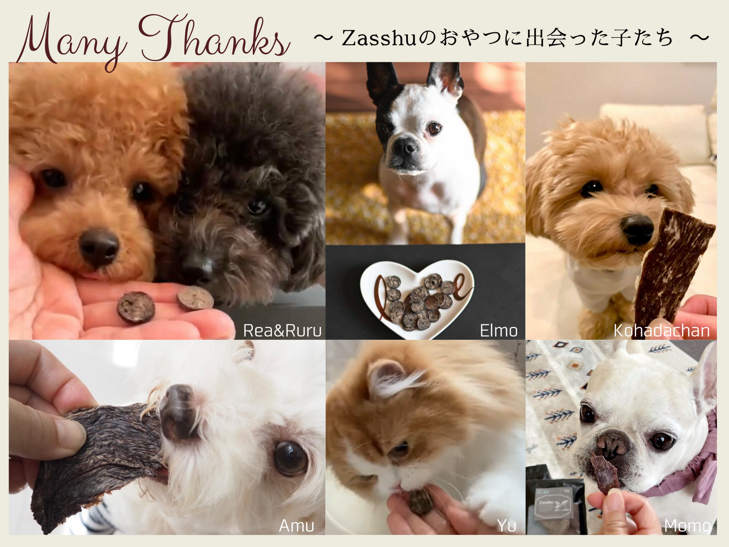 Zasshuの犬と猫のおやつにであった犬と猫達