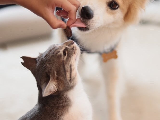 犬と猫のおやつを食べる保護犬と保護猫