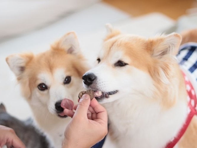 Zasshuの鹿肉ソーセージチップスを食べる保護犬たち